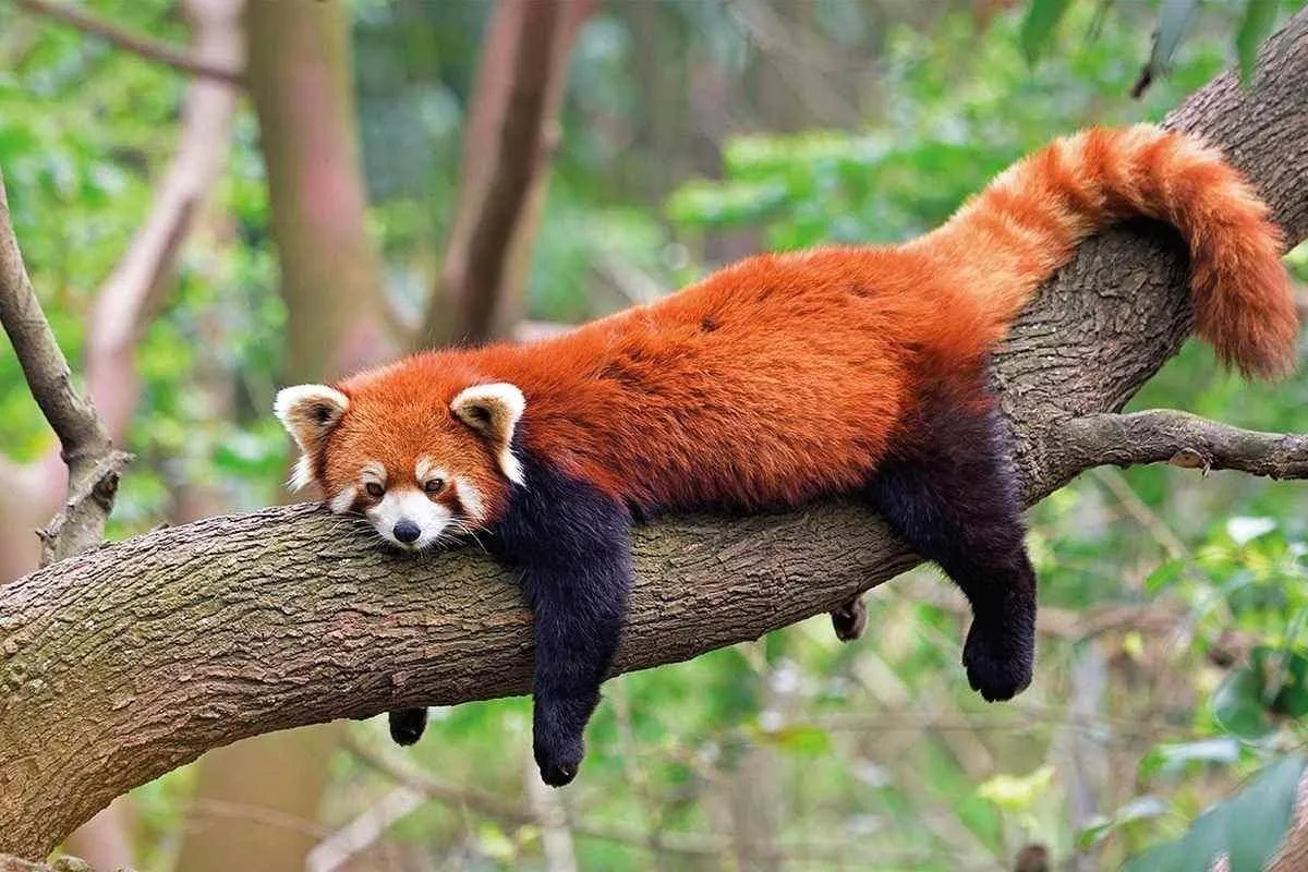 Red pandas in their natural habitat, showing the eastern Himalayas and southwestern China mountain forests where they live